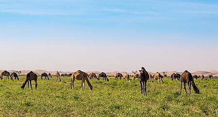erg chigaga desert morocco